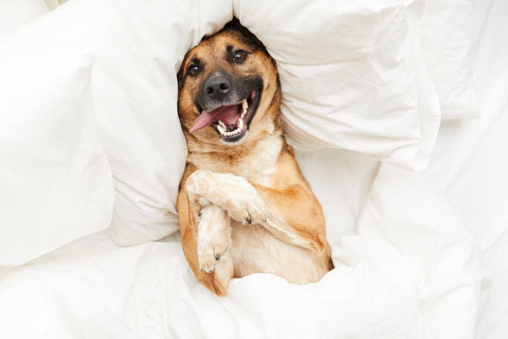 dog in bed