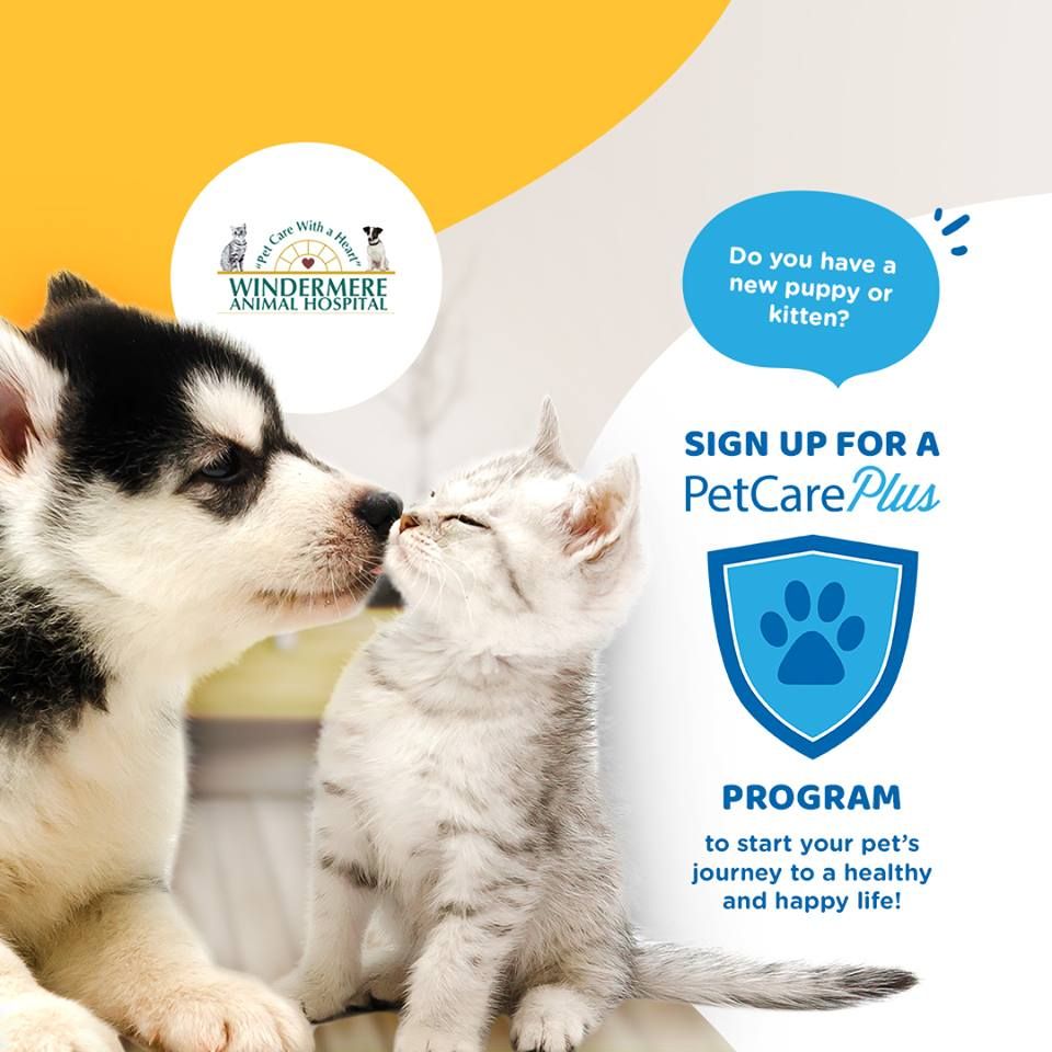 PetCare plus