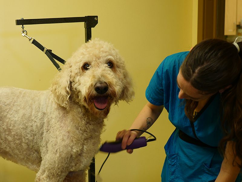 Nashville Veterinary Services