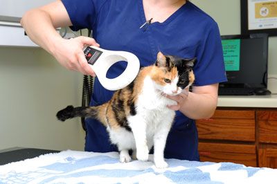 cat with microchip