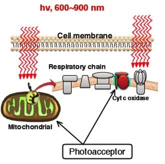 cell membrane map