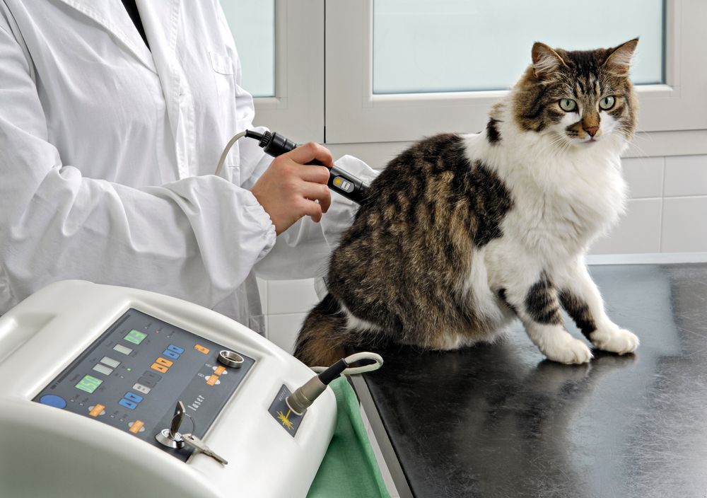 Top 5 Conditions Treated with Class IV Laser Therapy in Pets