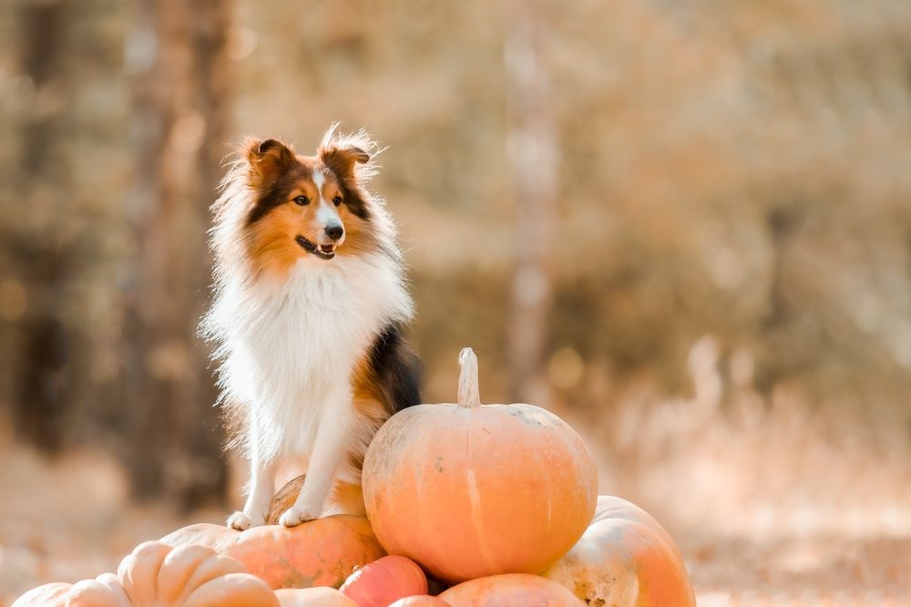 How Do You Keep Pets Safe at Halloween?