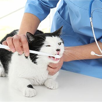 Brushing Teeth of Cat