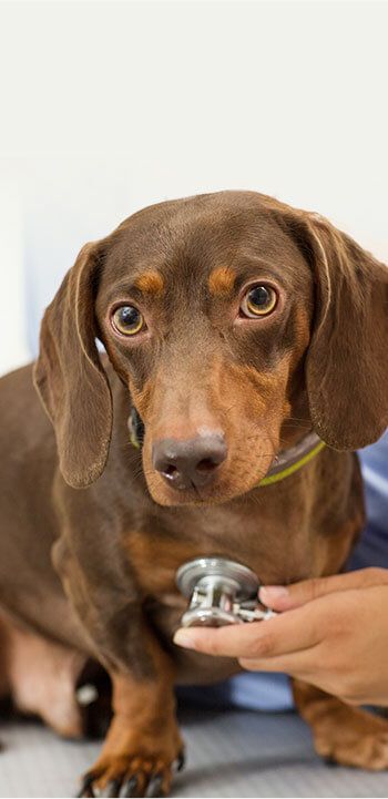 Dog having a checkup