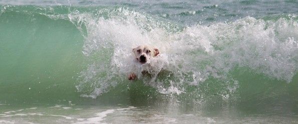 White dog swim on the sea