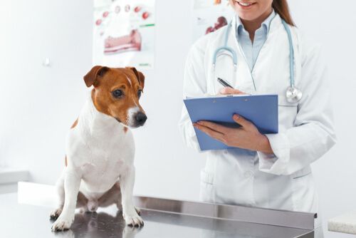 Doctor Check up the dog