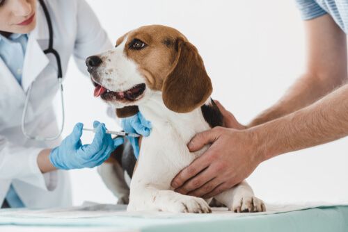 Beagle dog inject a vaccine