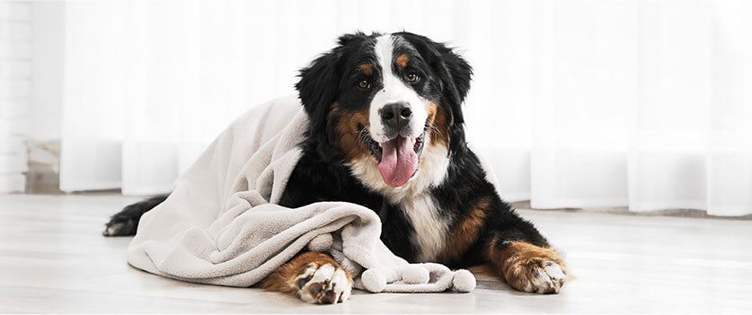 Bernese Mountain Dog