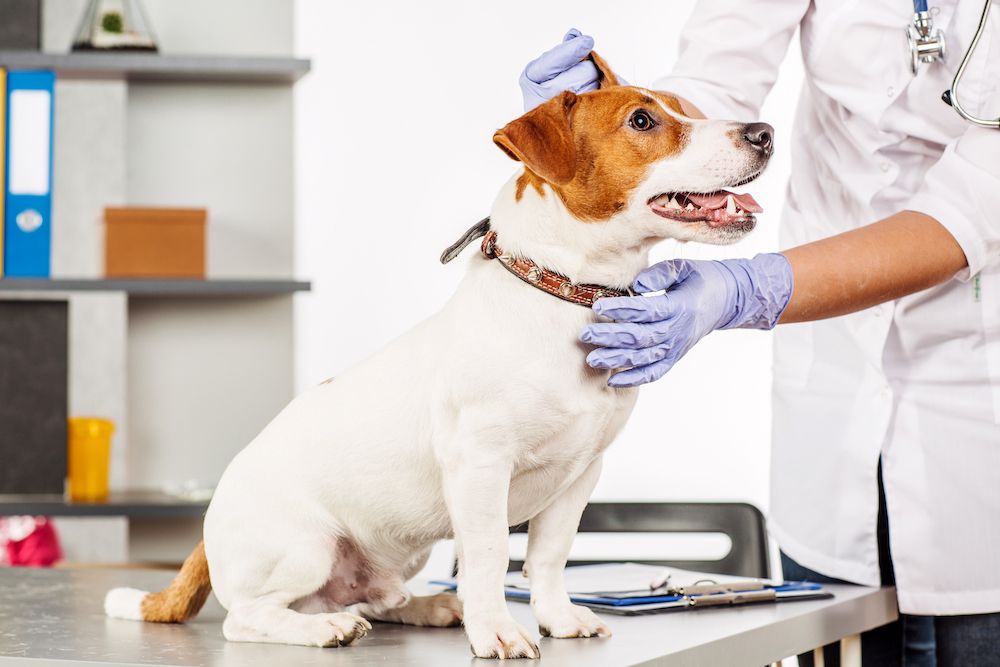 The Importance of Regular Veterinary Exams for the Overall Health of Your Pet