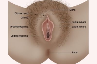 female genitalia