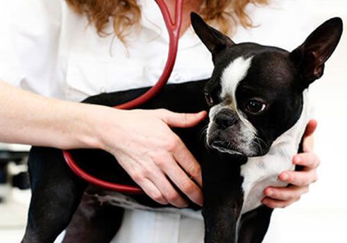 cardiologist vet near me