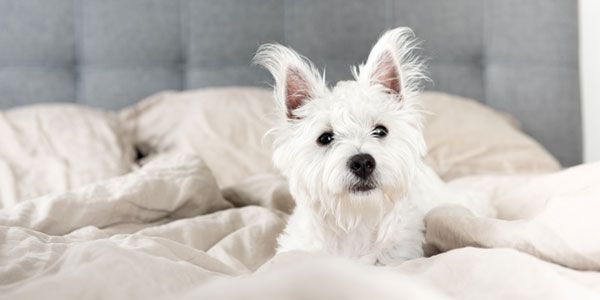 Hoover Veterinary Services