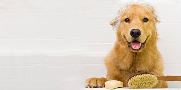 Hoover Veterinary Services