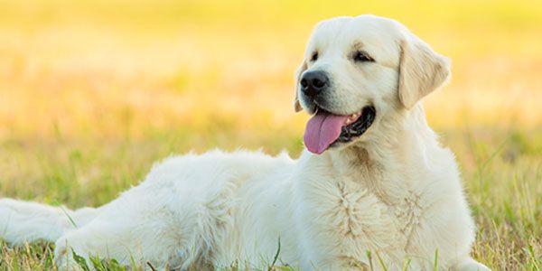 Hoover Veterinary Services