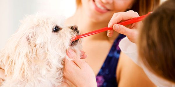 Hoover Veterinary Services