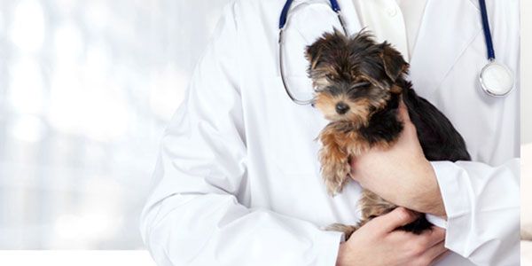 Hoover Veterinary Services