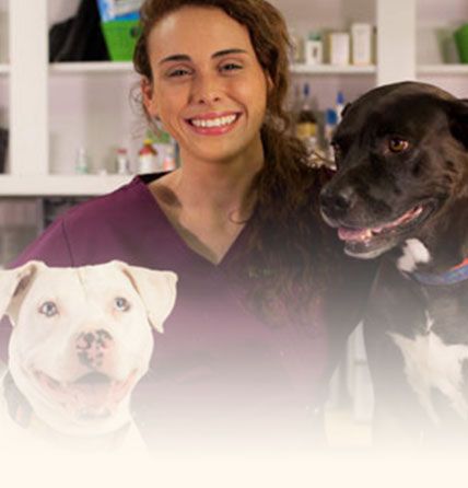 Patton Chapel Animal Clinic Online Store