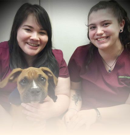 Patton Chapel Animal Clinic Services