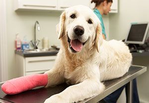 Sienna Plantation Animal Hospital pet wellness exam