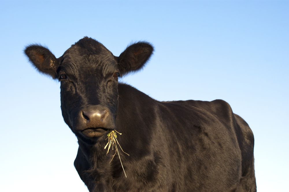 Sick Animal Care at Goldfield Veterinary Clinic, Veterinarian in