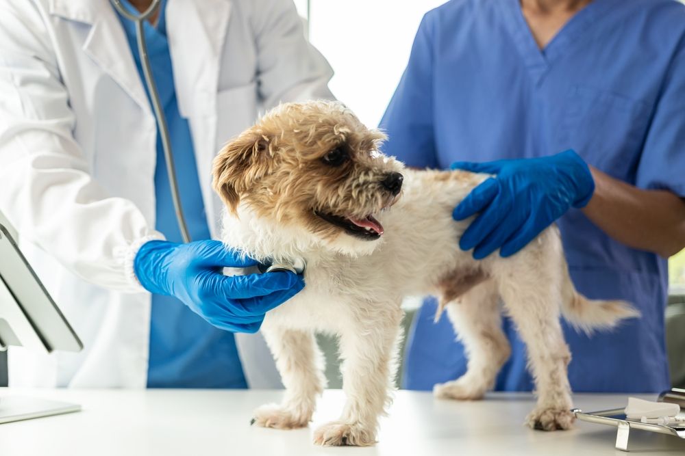 Preventive Healthcare for Pets: Vaccinations, Regular Check-ups, and Parasite Control