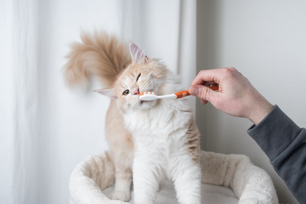 How Often Should My Pet Get a Dental Cleaning?