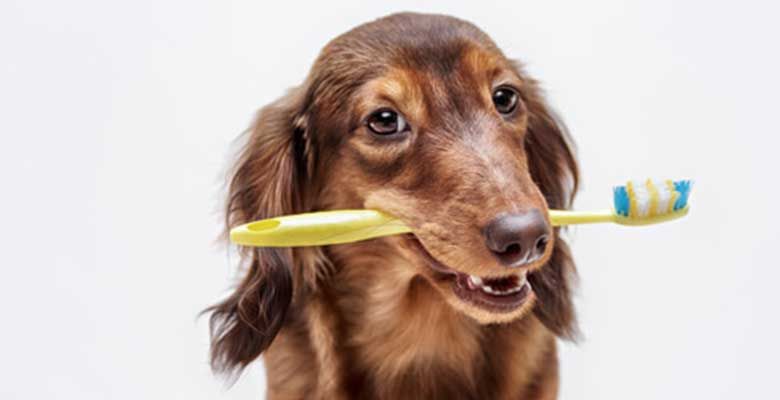 pet dentistry