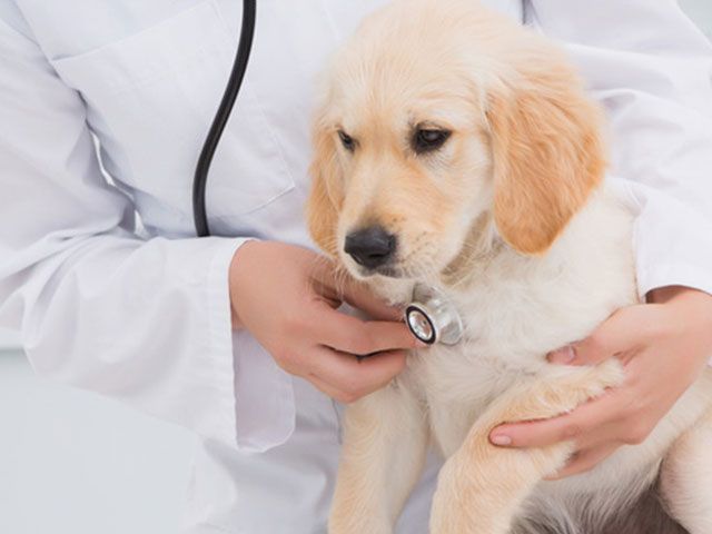 dog checked by a vet