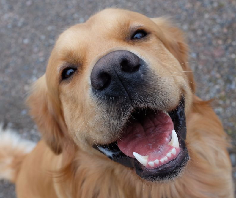 smiling dog