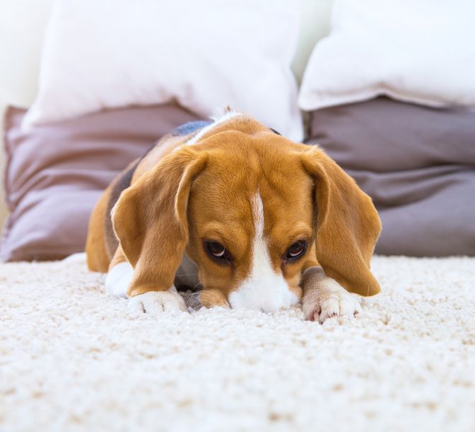 dog lying down