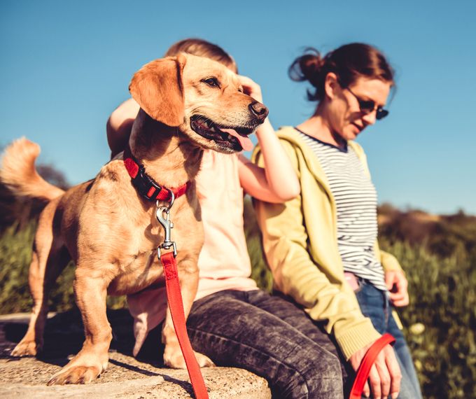 happy dog with pet owner