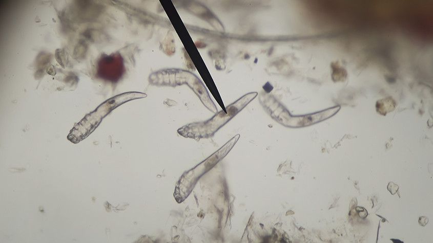 Demodex