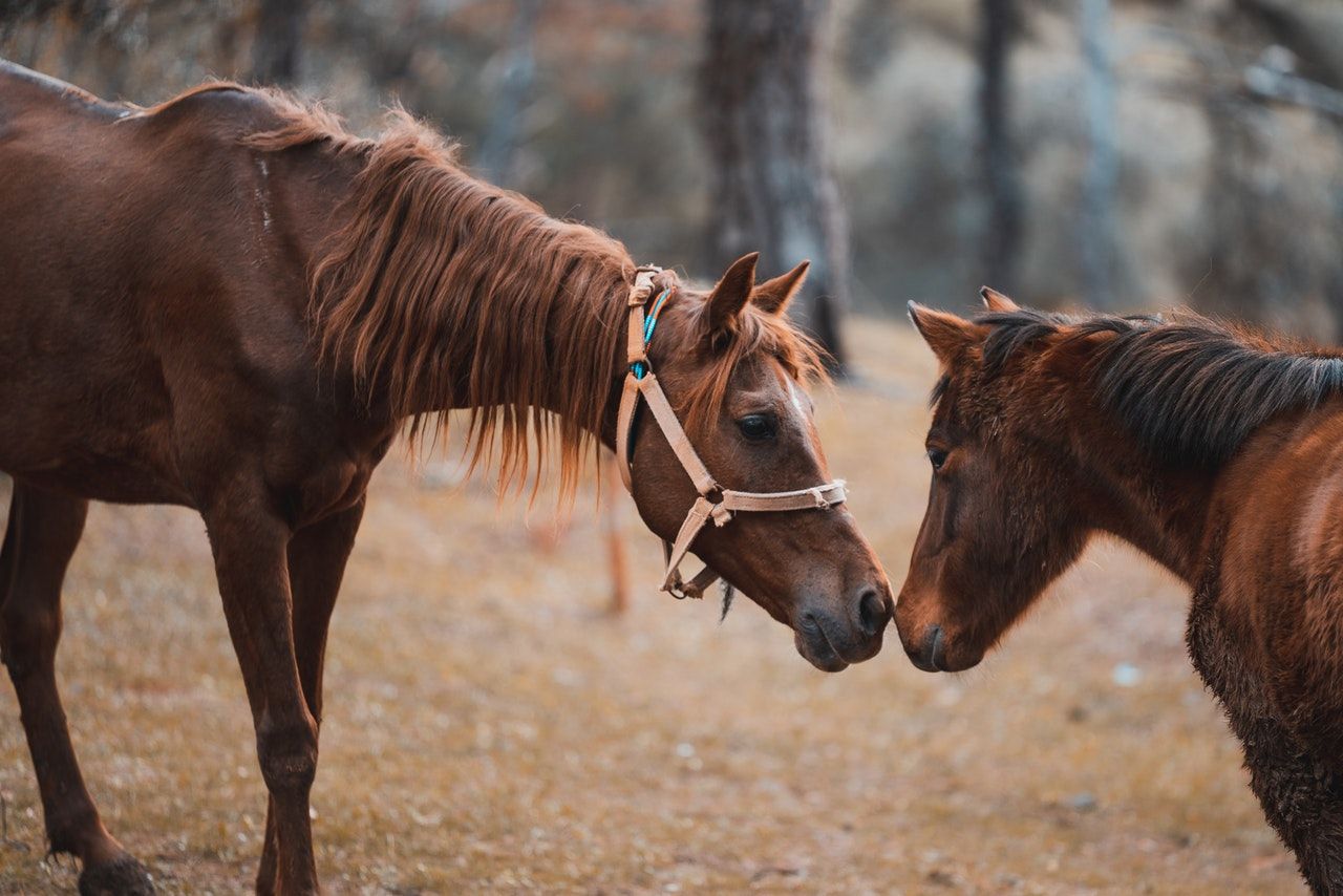 Equine: Castration