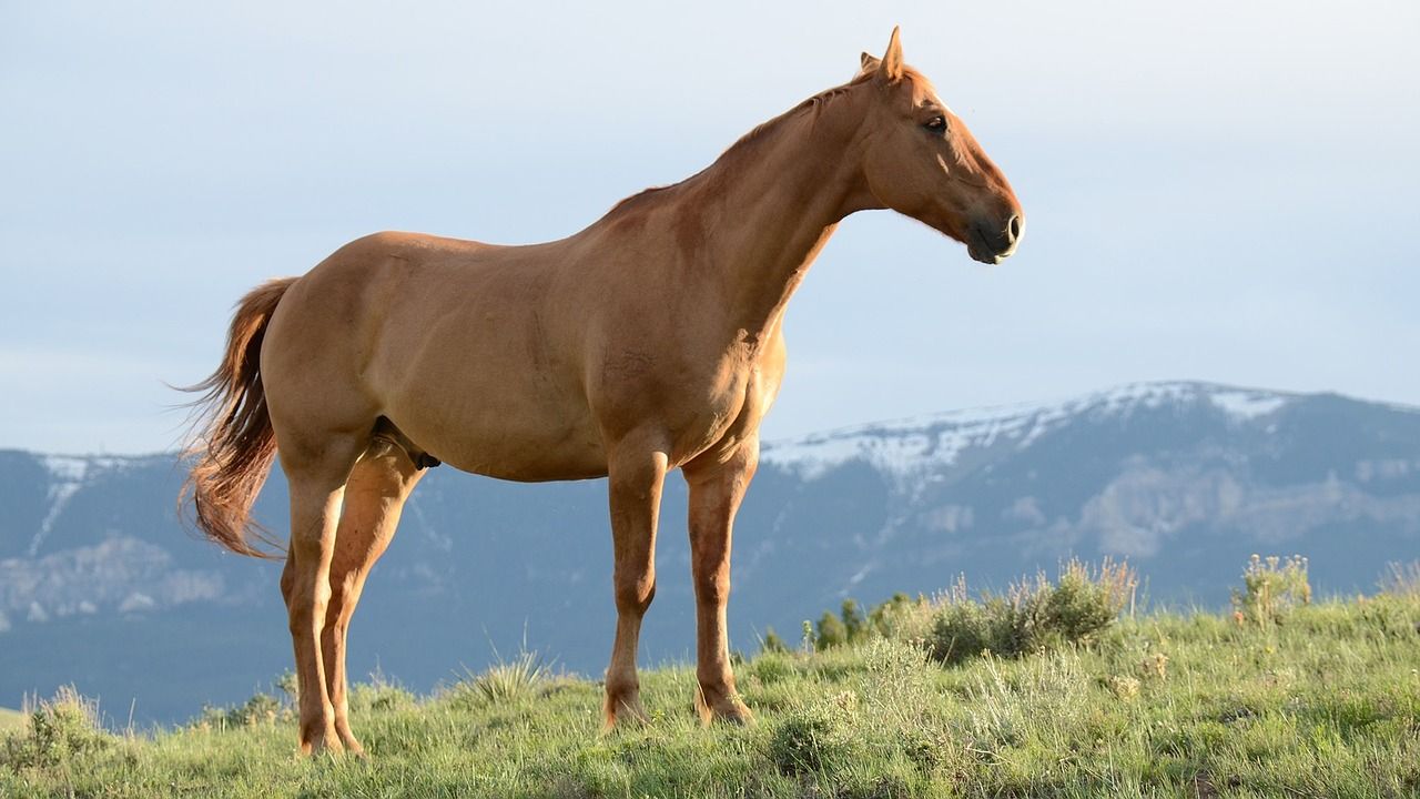 Equine: Dentistry