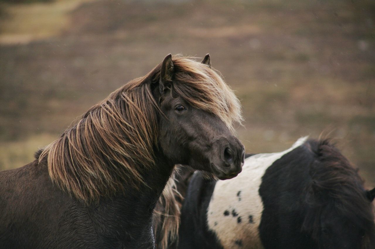 Equine: Endoscopy