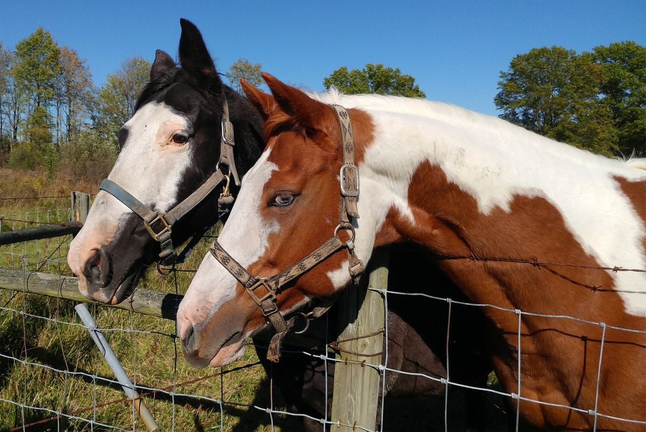 Equine: Lameness Evaluation