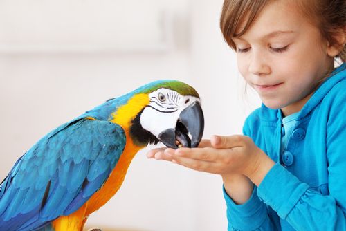Basic Pet Bird Care