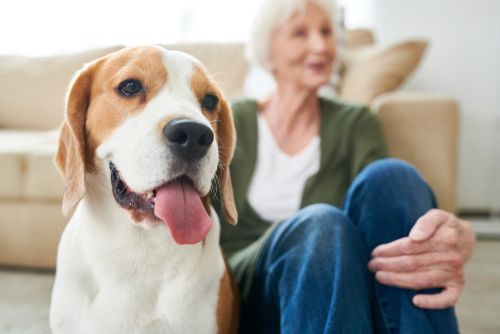 What to Expect at Your Senior Pet’s Wellness Exam