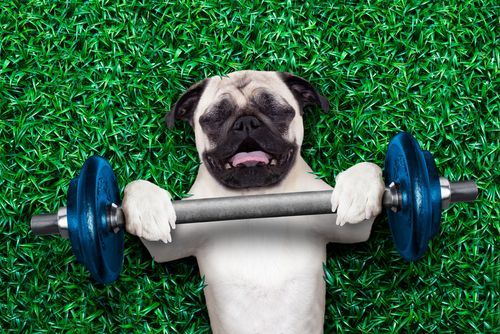 How to Help Your Pet Get More Exercise