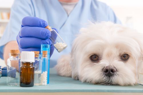 Homeopathy for Animals