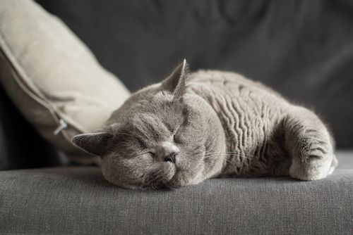 Why cats like to relax and sleep up high