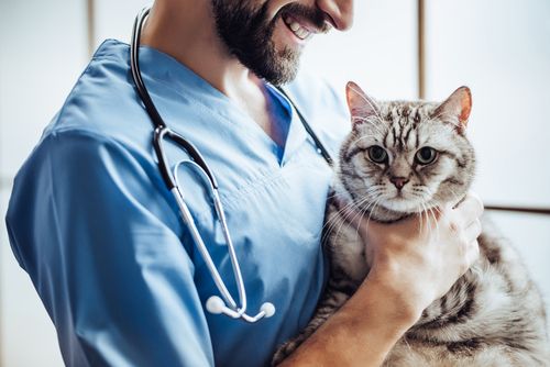 Recognizing an Ill Pet