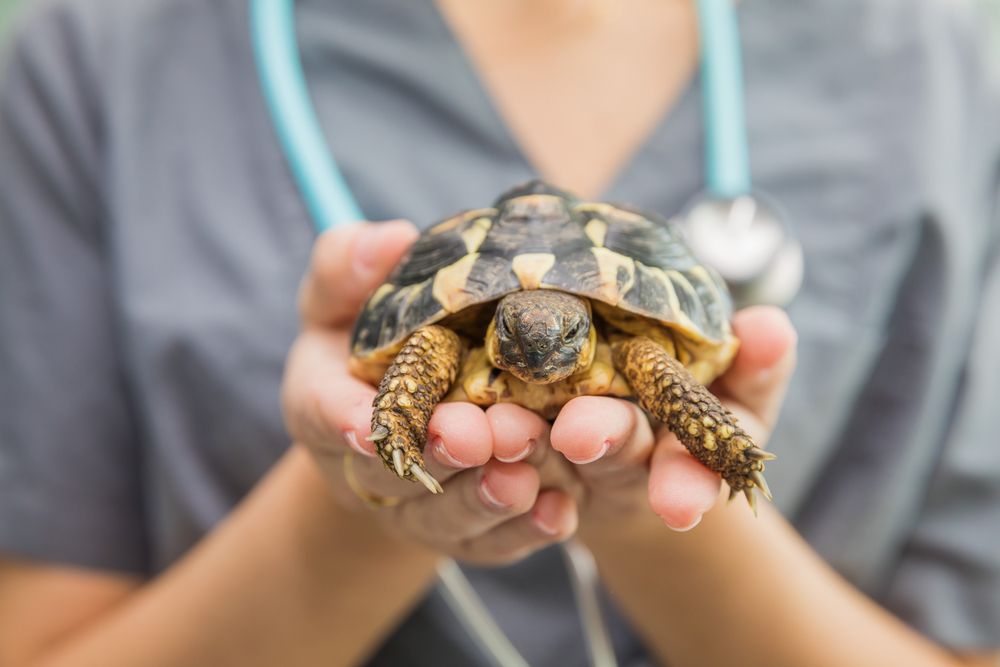 Preventative Care and Veterinary Visits for Exotic Pets