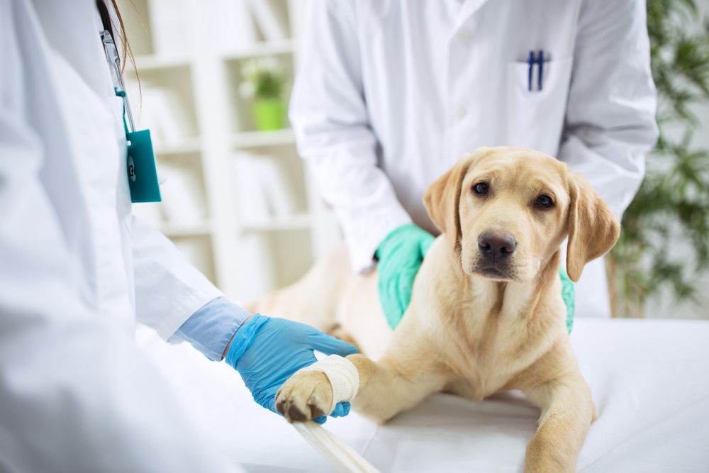 What to Expect Before, During, and After Pet Surgery