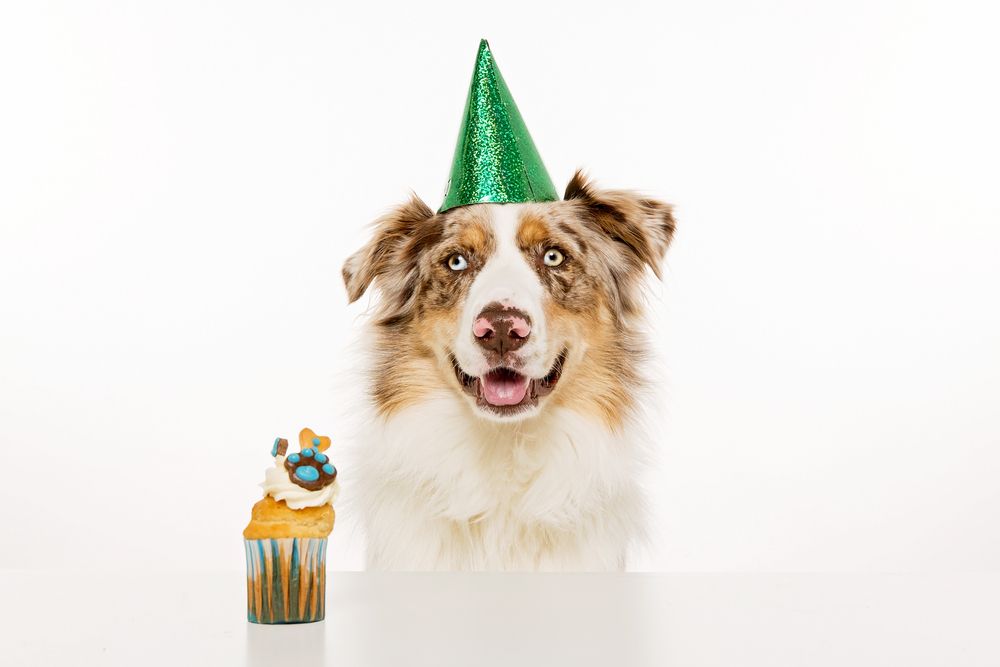 Spoil Your Senior Dog on Their Special Day: Senior-Specific Care Ideas