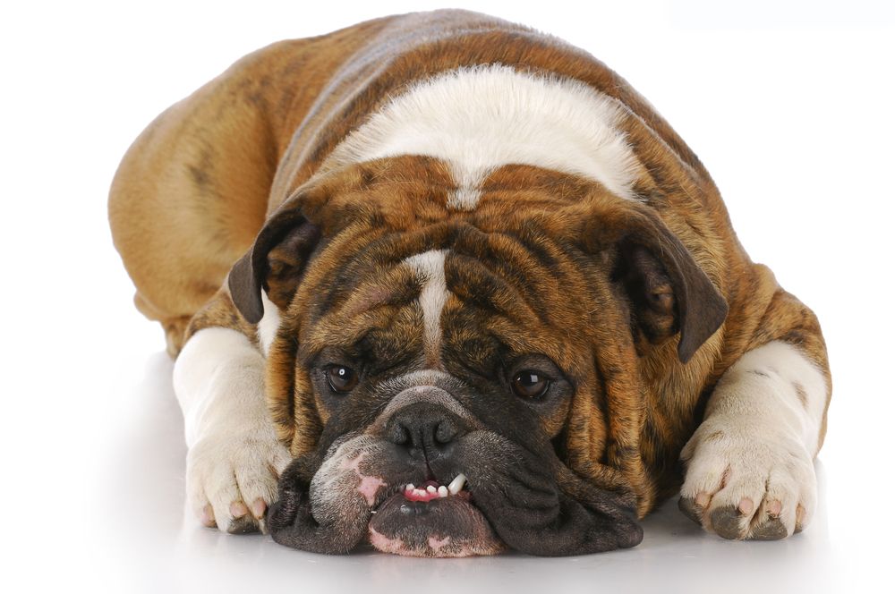 When to Call the Vet: Warning Signs of Pet Dental Problems and How to Address Them