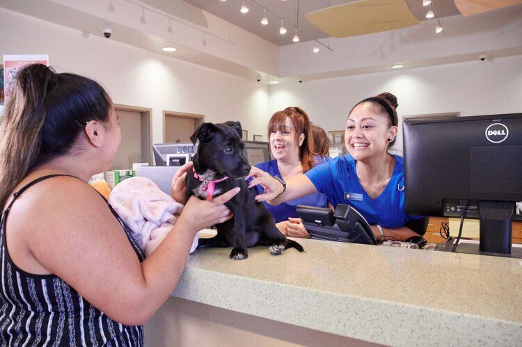 pet hospitals of hawaii care