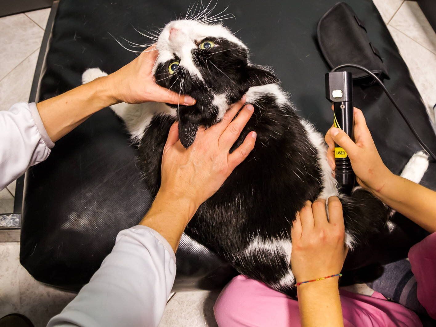pet laser therapy