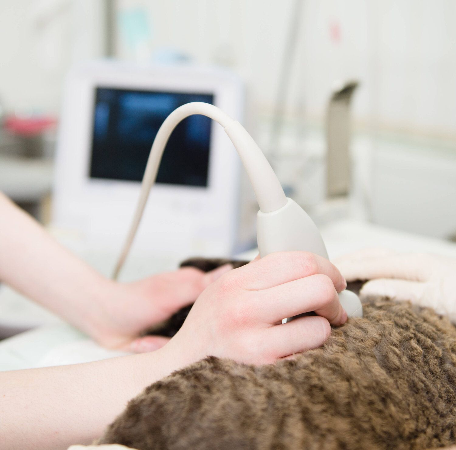 vet ultrasonography 